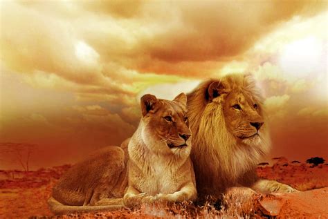 Lion Lioness Sepia Safari Africa Landscape Steppe Sunset Nature