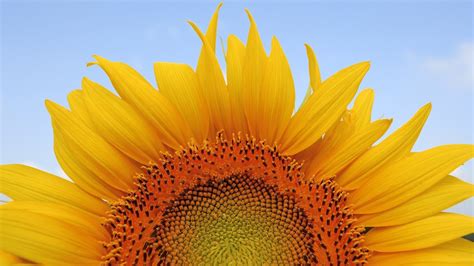 Closeup View Of Sunflower In Blue Sky Background Hd Sunflower