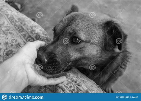 Helping Homeless Animals Stock Image 193921675