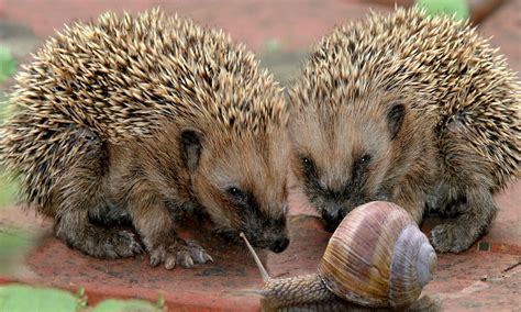 How Do Hedgehogs Have Sex Mating Rituals From The Animal