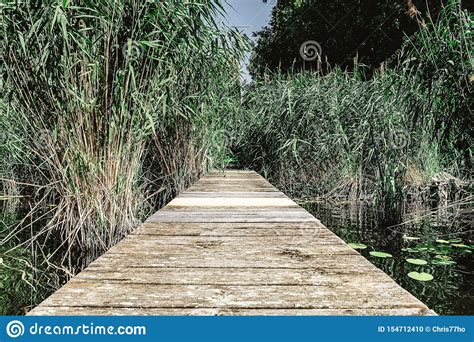 Jetty Or Wooden Dock On Lake Surrounded By Reeds Stock Photo Image Of