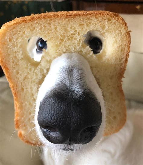 Dogs Wearing Bread Masks