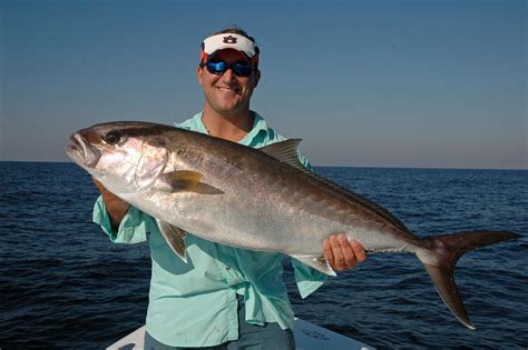 Amberjack Fish 14 Less Known Facts 2023
