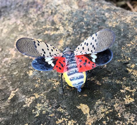 Bartlett Tree Experts: Spotted Lanternfly