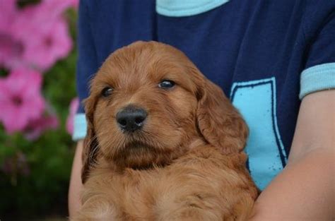 Poodle mixes are called doodles simply because it is a way to refer to the poodle part of the mix. Irishdoodle Puppies for sale! #F1B #IrishDoodle #Doodle #Poodle #IrishSetter #Puppy #Puppies ...