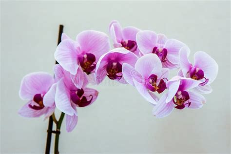 Beautiful Magenta Orchid Flowers Blooming Stock Image Image Of