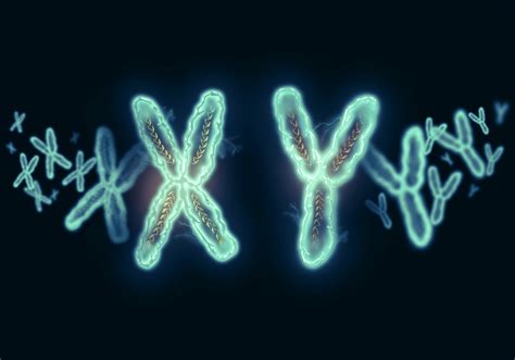 geneticists sex depends on more than xx or xy chromosome
