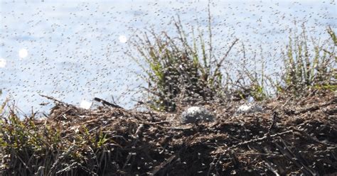 Black Fly Outbreak Hurts Loon Nesting As Loonwatch Calls For Survey