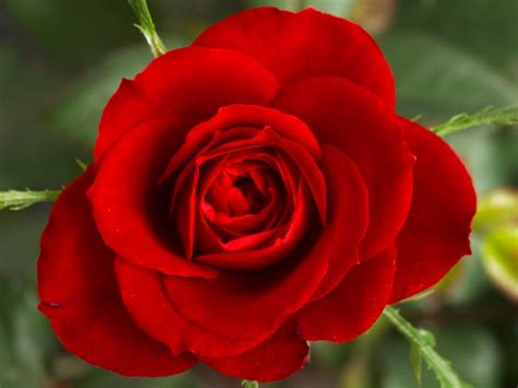 Antaranya pokok ros jepun atau nama saintifiknya portulaca grandiflora. Terkeren 10+ Foto Bunga Ros - Gambar Bunga HD