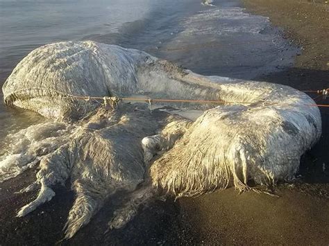 Mysterious Hairy Sea Creature Dubbed A Globster Washes Up On Beach As