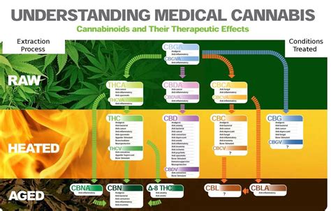This step consists of identifying all key activities of a company that are involved in 2. Understanding medical cannabis - Nexus Newsfeed