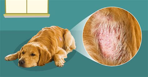 10 Steps To Manage Dog Skin Conditions Dogs Naturally Dog Skin Dog