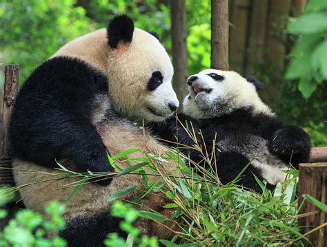 Mother Panda And Her Cub By Feng Wei Photography