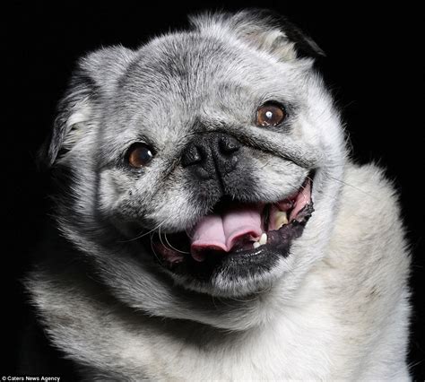 Photographer Ramin Rahimian Captures Some Of The Worlds Ugliest Dogs