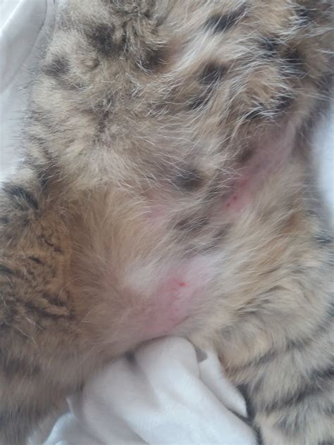 Red Dots On Cats Skin