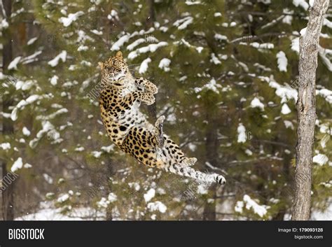 Amur Leopard Snowy Forest Hunting Image And Photo Bigstock