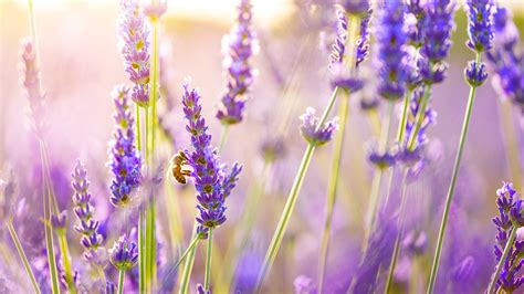 Free Download Lavender Color Wallpaper Images 1920x1080 For Your
