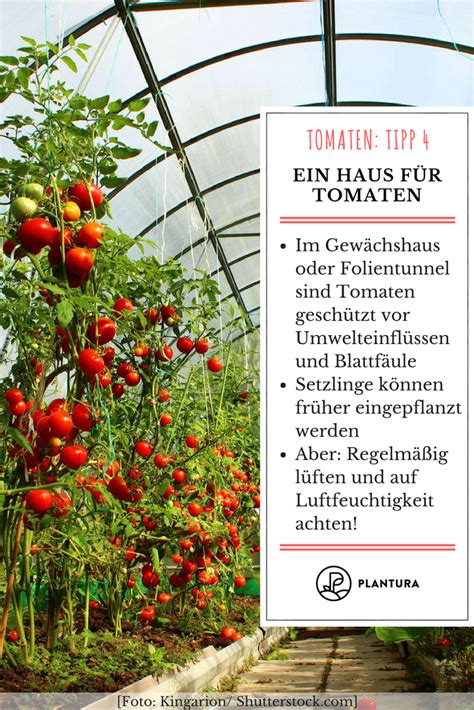 10 Tipps Zur Perfekten Tomate Aus Dem Eigenen Garten Plantura