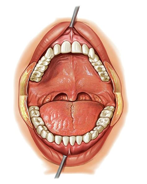 Oral Cavity 1 Photograph By Asklepios Medical Atlas Fine Art America