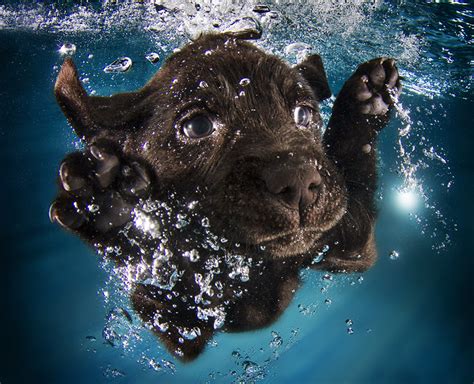 Underwater Puppies Dive Into These Photos Of Canine Cuteness