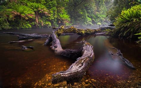 Hd Wallpaper River Rain Forest Fallen Trees Logs With Green Moss Dark