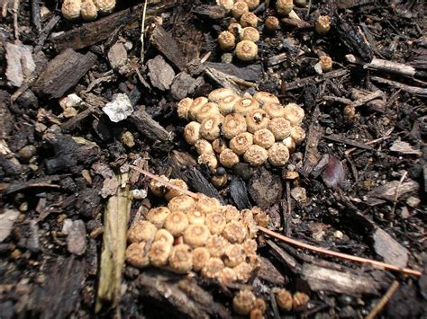 Boston Food Garden Soil Fungus