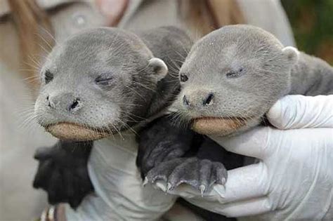 Wizardofbaum Two Giant Sea Otter Pups Born In Florida