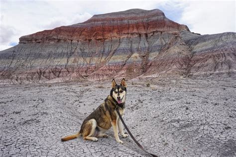 The 15 Most Dog Friendly National Parks To Visit This Summer