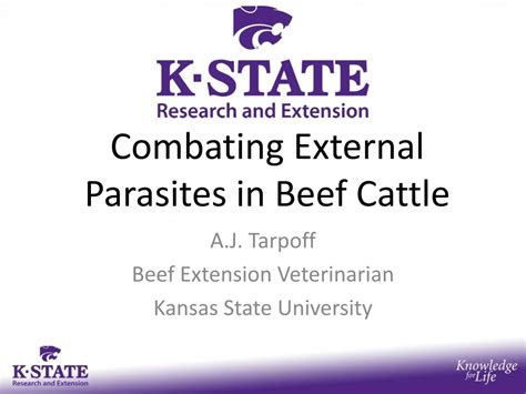 Ppt Combating External Parasites In Beef Cattle Powerpoint