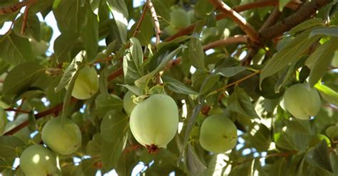 Guía Para La Identificación De árboles Frutales Ehow En Español