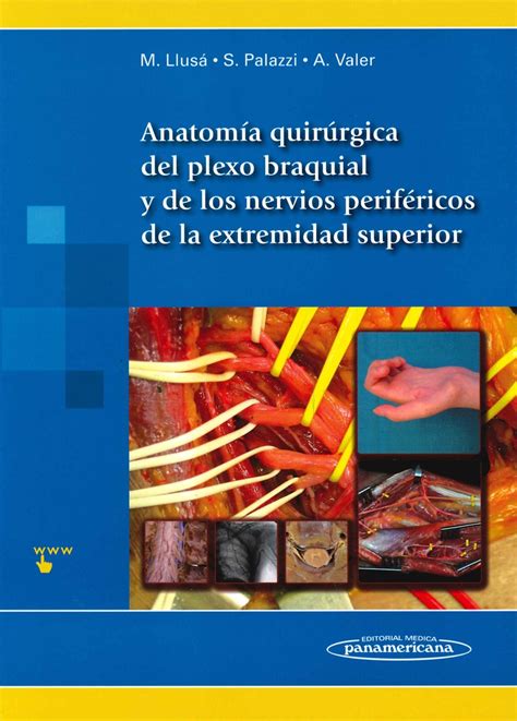 Anatomía Quirúrgica Del Plexo Braquial Y De Los Nervios Peroféricos De