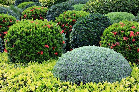 Get free shipping on qualified full shade bushes or buy online pick up in store today in the outdoors department. Zone 5 Shrub Varieties: Growing Shrubs In Zone 5 Gardens