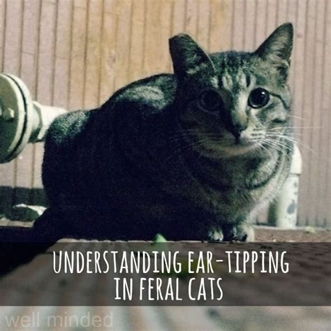 Understanding Ear Tipping In Feral Cats — Well Minded Pets Feral Cats