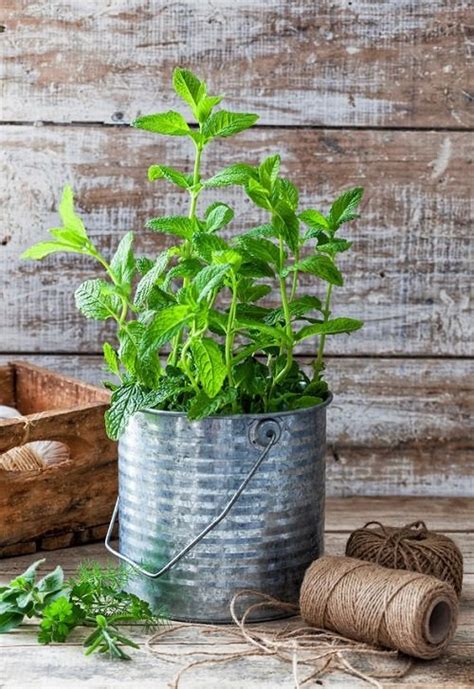 Growing Mint Indoors And How To Care For It Balcony Garden Web