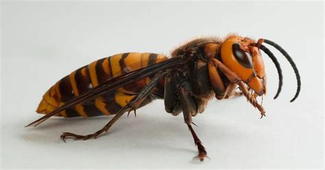 Giant Asian Hornets In Uk Fears As Alarming Number Spotted Yorkshirelive