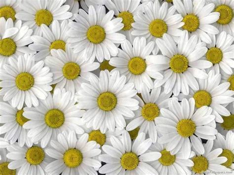 Free Download White Daisies Wallpaper Iphone Wallpapers 640x1136 For
