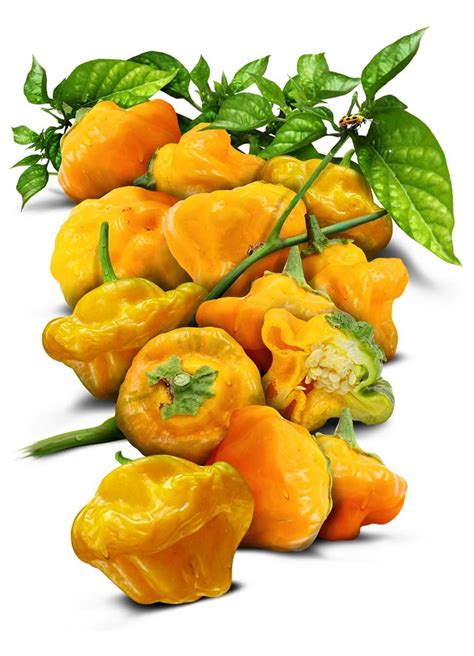 Yellow Jamaican Hot Pepper Seeds For Planting Capsicum Chinense Seed Needs Stuffed Peppers