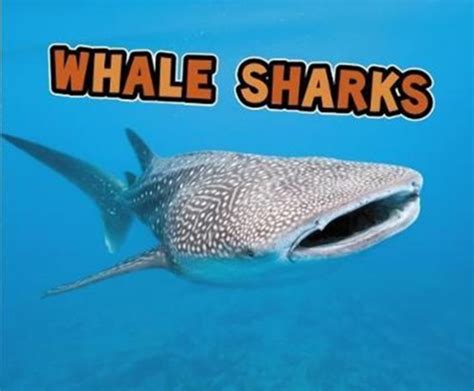 Explore The Magnificent World Of Whale Sharks With The Whale Shark Bundle Balisharks Com