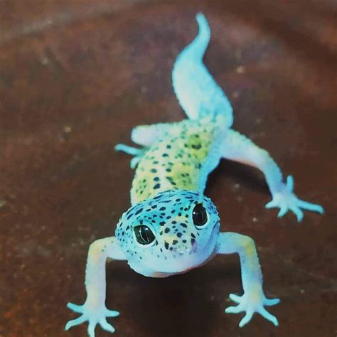 My Leopard Gecko Looking At The Camera In 2020 Cute Lizard Cute