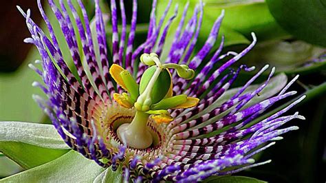 How To Grow Passion Flowers In Your Garden Plant Instructions