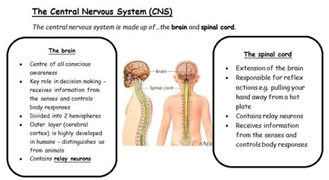 The Divisions Of The Nervous System Central And Peripheral Somatic