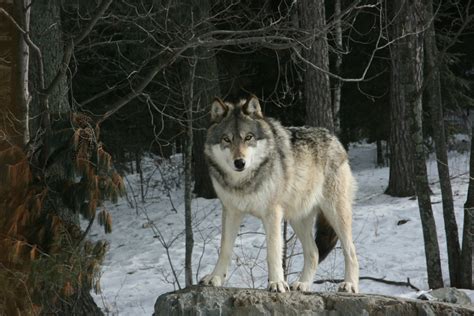 Canis Lupus Wolf Image Id 268498 Image Abyss