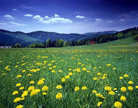 Imagenes De Primavera Pero Con Paisajes Bonitos Imagui