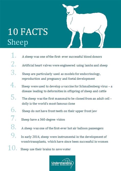 Sheep Understanding Animal Research Understanding