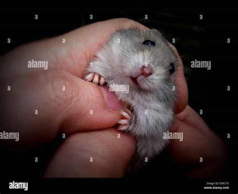 Hamster Feet Hi Res Stock Photography And Images Alamy