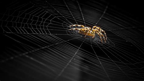 Download Macro Arachnid Spider Web Animal Spider Hd Wallpaper