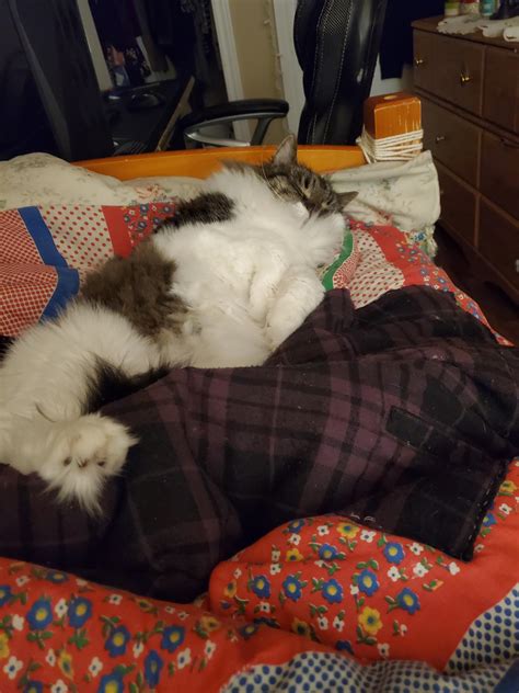 She Always Sleeps Like This 💤 Catbellies