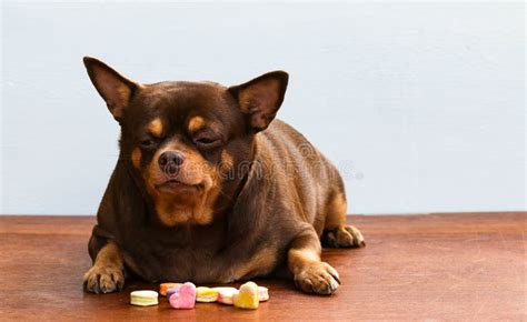 Fat Chihuahua Dog Bored Of Face Sitting On The Desk Stock Image