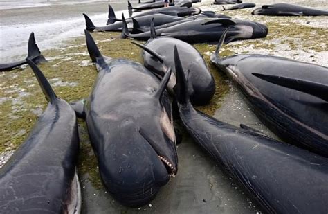 Japan Kills 333 Whales In Annual Antarctic Hunt Draws International