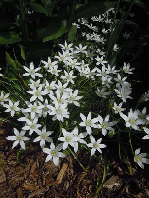 These six spring bulbs are the easiest to grow and will give you the biggest bang for your buck. Small White Garden Flower With Bulbs | Flowers Forums